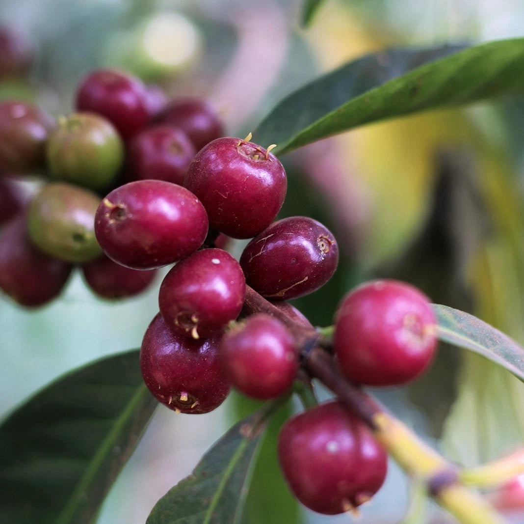 Premium Metu Bishari Coffee Seeds (Coffea sp.) – Rare Wild Ethiopian Coffee Bean Seeds for Planting (High Germination)
