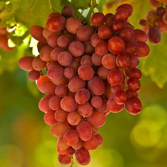Premium Crimson Seedless Grape Seeds (Vitis vinifera var. Crimson) – Exotic Sweet Red Table Grape Fruit Seeds for Planting (100+ Pcs)