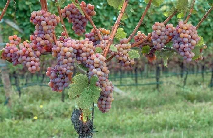 Gewurztraminer Grape Seeds (Vitis vinifera 'Gewurztraminer') – Premium Certified Aromatic White Wine Grape Fruit Vine Seeds for Planting