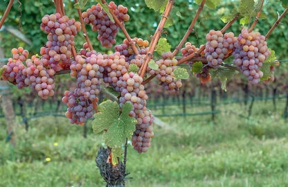 Gewurztraminer Grape Seeds (Vitis vinifera 'Gewurztraminer') – Premium Certified Aromatic White Wine Grape Fruit Vine Seeds for Planting