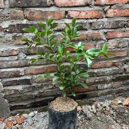 Grafted Strawberry Guava Seedling - Premium Fast Fruiting Sweet Tropical Guava Plant Optimized to Grow in Pot