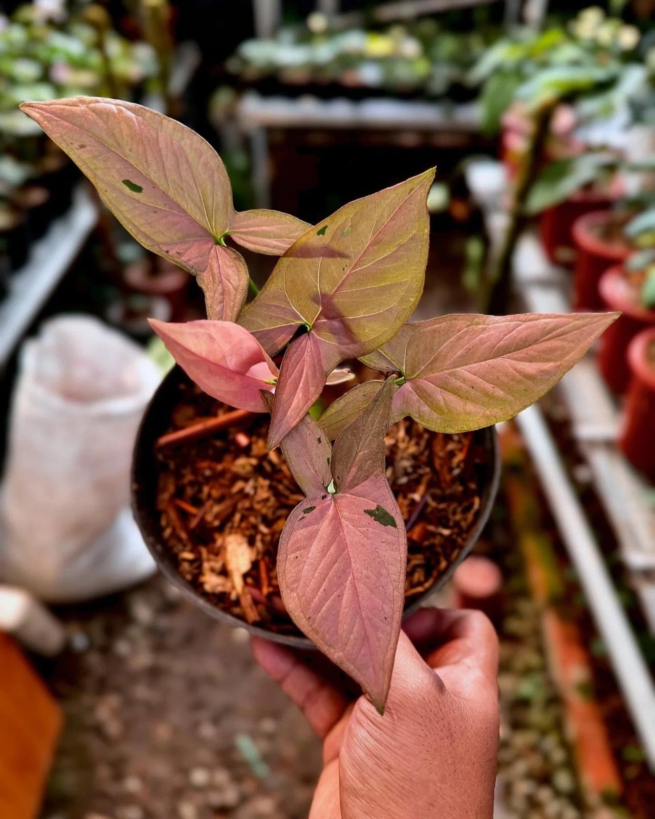 Stunning Syngonium Pink Emerald – Rare Tropical Indoor & Outdoor Variegated Plant