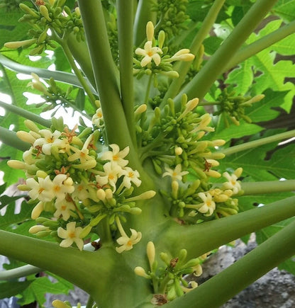 Red Sun Papaya Seeds (Carica papaya) – 150 Premium Red Papaya Seeds