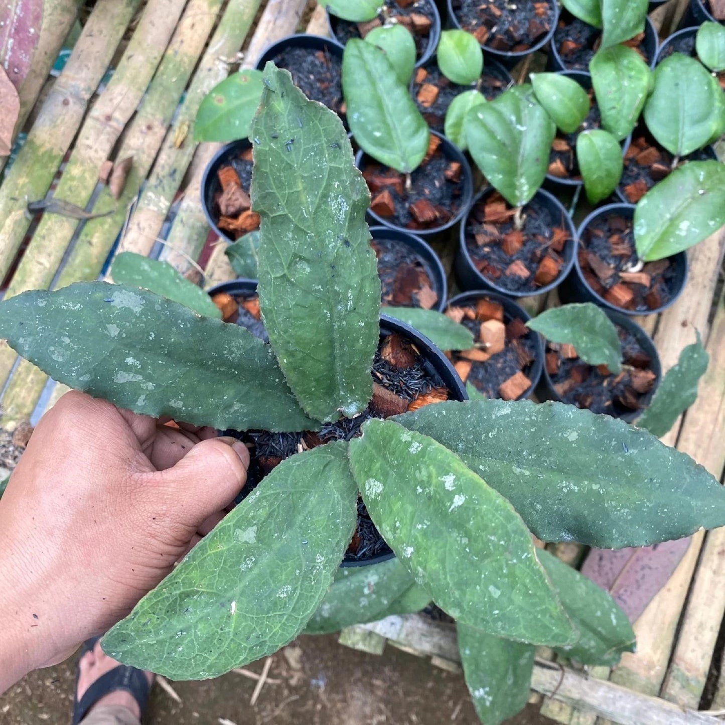 Hoya undulata – Iconic Wavy-Leaf Rare Tropical Wax Vine