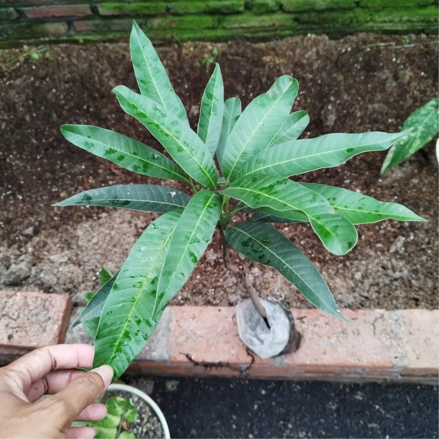 Miyazaki Mango Grafted Live Plant 45cm–60cm (Mangifera indica 'Taiyo no Tamago') – Premium Certified Rare Exotic Mango Tree Sapling with DHL Express Shipping