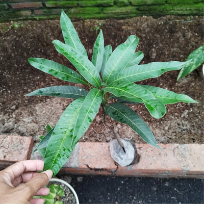Miyazaki Mango Grafted Live Plant 45cm–60cm (Mangifera indica 'Taiyo no Tamago') – Premium Certified Rare Exotic Mango Tree Sapling with DHL Express Shipping