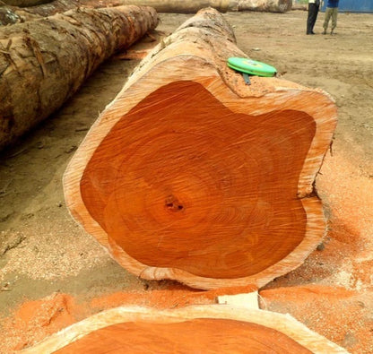 Golden Teak Tree Seeds (Tectona grandis var. Golden Teak / 50+ Premium Prime Hardwood Timber Tree Seeds) – Premium Exotic Botanical Specimen Plant Seeds for Planting