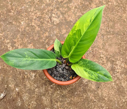 Variegated Philodendron Melonii | Rare Tropical Aroid | Velvet Leaf Collector Plant | Exotic Houseplant