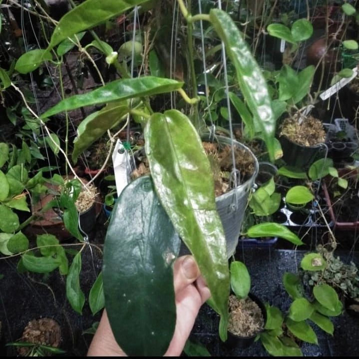 Rare Hoya Kaimuki Sp. Papua Live Plant - Exotic Tropical Wax Plant