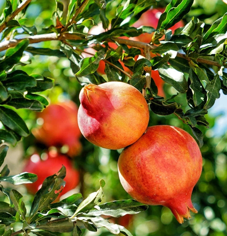 Kazake Pomegranate Seeds (Punica granatum 'Kazake') – 100 Premium Fresh Cold-Hardy Sweet Kazake Pomegranate Seeds