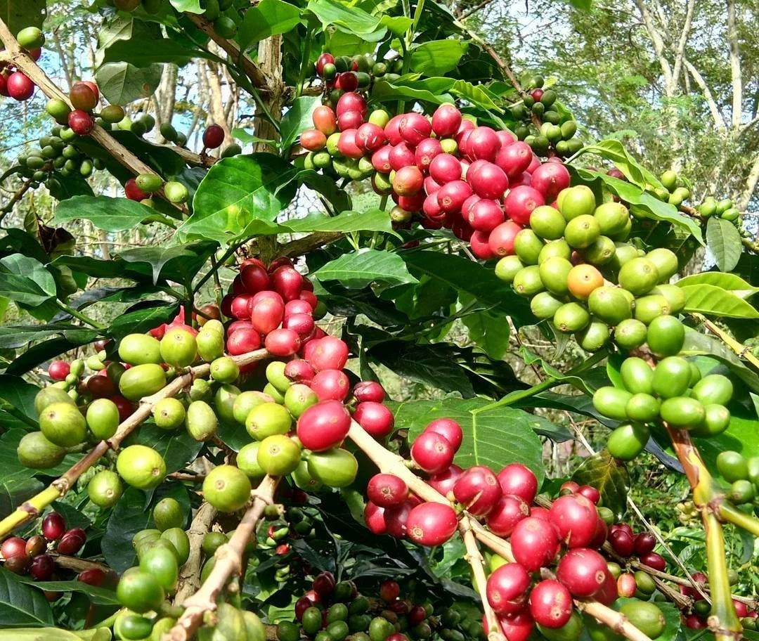 Sarchimor T-5296 Coffee Seeds (120+ Bulk Seeds, Coffea arabica hybrid T-5296) – Premium Disease-Resistant Specialty Coffee Plant Seeds for Planting