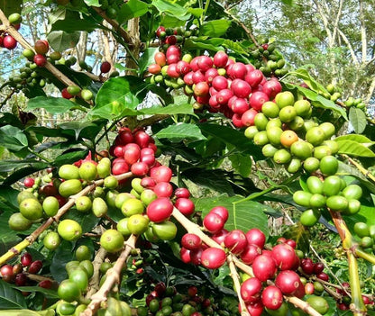 Sarchimor T-5296 Coffee Seeds (120+ Bulk Seeds, Coffea arabica hybrid T-5296) – Premium Disease-Resistant Specialty Coffee Plant Seeds for Planting