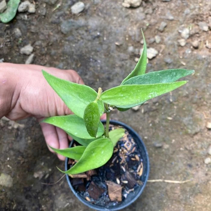 Hoya burmanica Rare Tropical Wax Plant Seeds – Exotic Climbing Vine & Epiphytic Foliage Plant Seeds for Planting