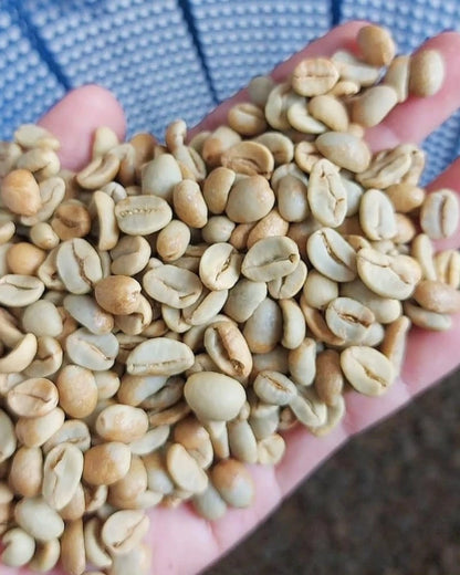 Timor Hybrid Coffee 300+ Seeds (Coffea arabica x Coffea canephora) – Bulk Natural Interspecific Hybrid Coffee Beans for Planting and Cultivation