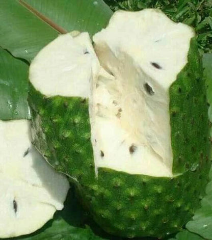 Organic Soursop Seeds var. Queen Soursop (Annona muricata) – Premium Giant Guanabana Fruit Seeds for Planting (100+ Pcs)