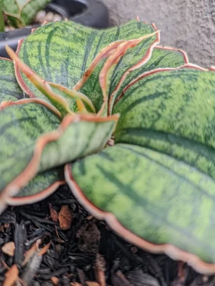 Sansevieria Hybrid 'Raffa' (puphamont x eilensis) – Rare Tropical Architectural Snake Plant Indoor Living Specimen