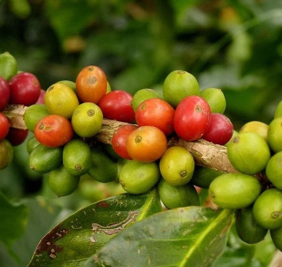 Malabar Coffee Seeds (Coffea arabica / 120+ Historic Typica-Derived Coffee Bean Seeds) – Premium Exotic Botanical Specimen Plant Seeds for Planting
