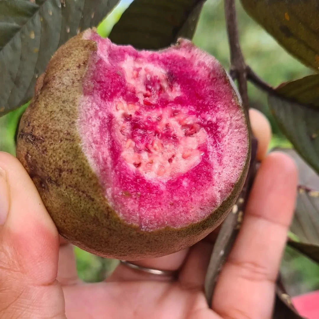 Purple Guava Seeds (Psidium guajava / 500+ Deep Purple-Fleshed Exotic Fruit Tree Seeds) – Premium Exotic Botanical Specimen Plant Seeds for Planting