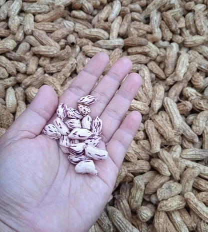 Giant Striped Peanut Seeds (Arachis hypogaea L. var. Giant Striped) – Fast-Growing Heirloom Edible Groundnut Seeds for Planting (100+ Pcs)