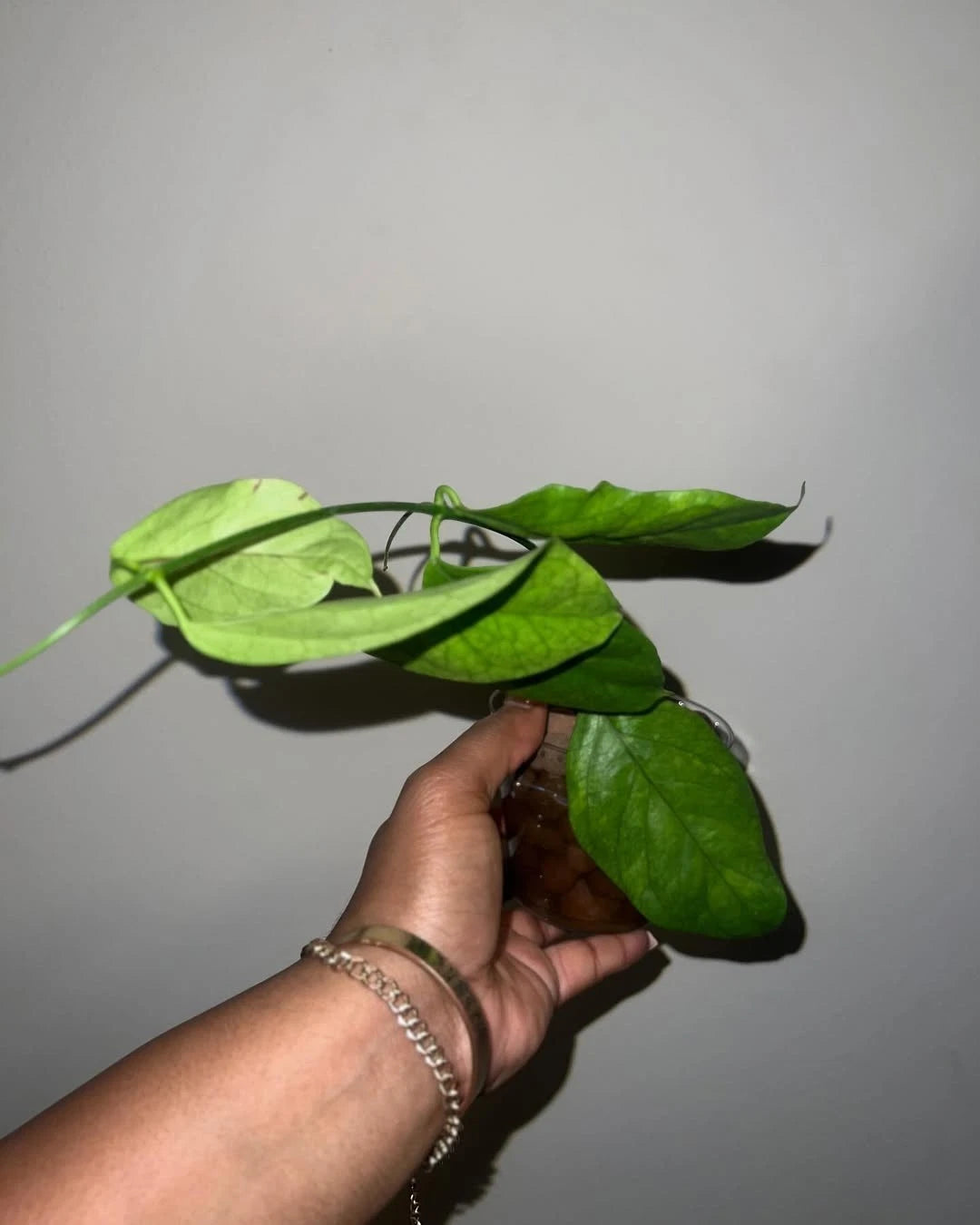 Hoya Chewiorum Sp. Borneo Seeds (Hoya chewiorum / Rare Bornean Tropical Wax Plant Seeds) – Premium Exotic Botanical Specimen Plant Seeds for Planting