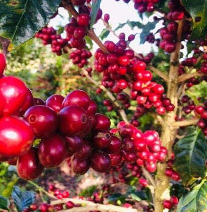 Andungsari Coffee Seeds (Coffea arabica) – 120 Pcs Premium Certified High-Yield Indonesian Arabica Seeds for Planting