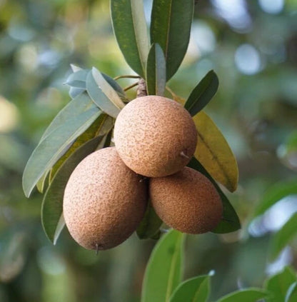 Ponderosa Sapodilla Seeds (Manilkara zapota) – 35 Premium Giant-Fruiting Sweet Chikoo Seeds
