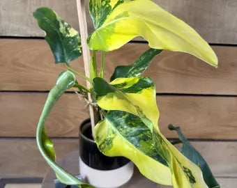 Philodendron Flobe x Distantilobum Variegated Rare Plant | Tropical Indoor Hybrid | Collector Philodendron