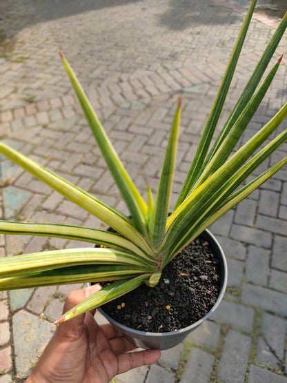 Sansevieria 'Royal Crown' Yellow Variegated - Big Size