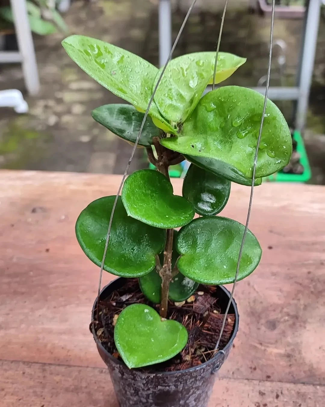 Hoya Carnosa 'Clinton Jade' (Rare Tropical Wax Plant / Variegated Succulent Vine) – Premium Exotic Houseplant & Botanical Specimen