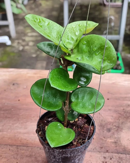 Hoya Carnosa 'Clinton Jade' (Rare Tropical Wax Plant / Variegated Succulent Vine) – Premium Exotic Houseplant & Botanical Specimen
