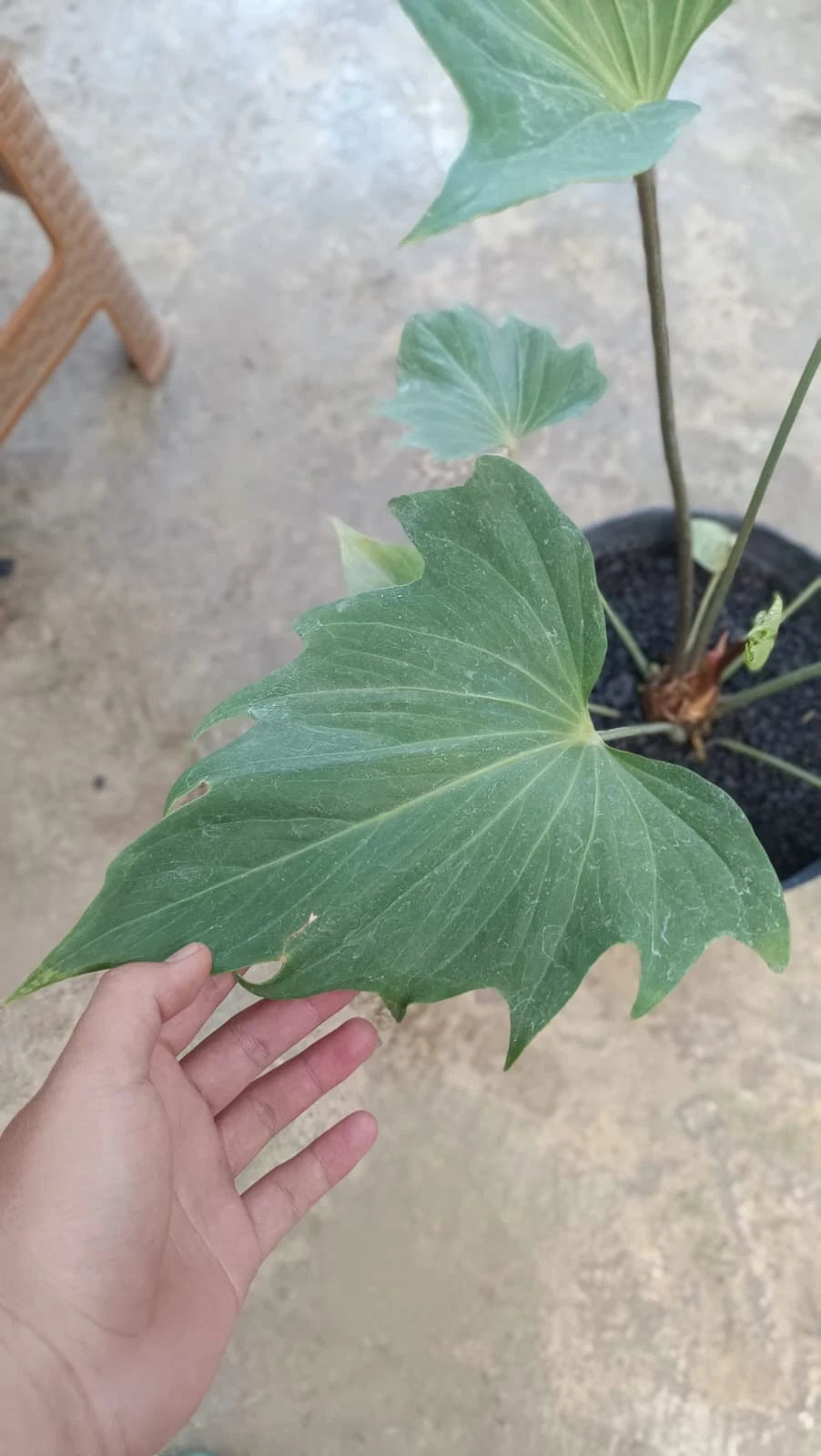 Rare Anthurium Butterfly Ecuador - Premium Large Tropical Aroid Houseplant