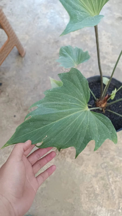 Rare Anthurium Butterfly Ecuador - Premium Large Tropical Aroid Houseplant