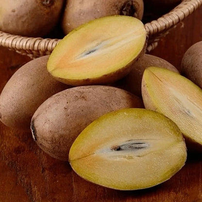 Premium Sapodilla Seeds var. Brown Sugar (Manilkara zapota 'Brown Sugar') – Sweet Chico Zapote Fruit Seeds for Planting (35 Pcs)