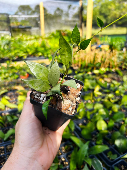 Hoya Lacunosa ‘Princess Lumina’ | Rare Tropical Wax Plant | Collector Hoya | Indoor Outdoor Houseplant