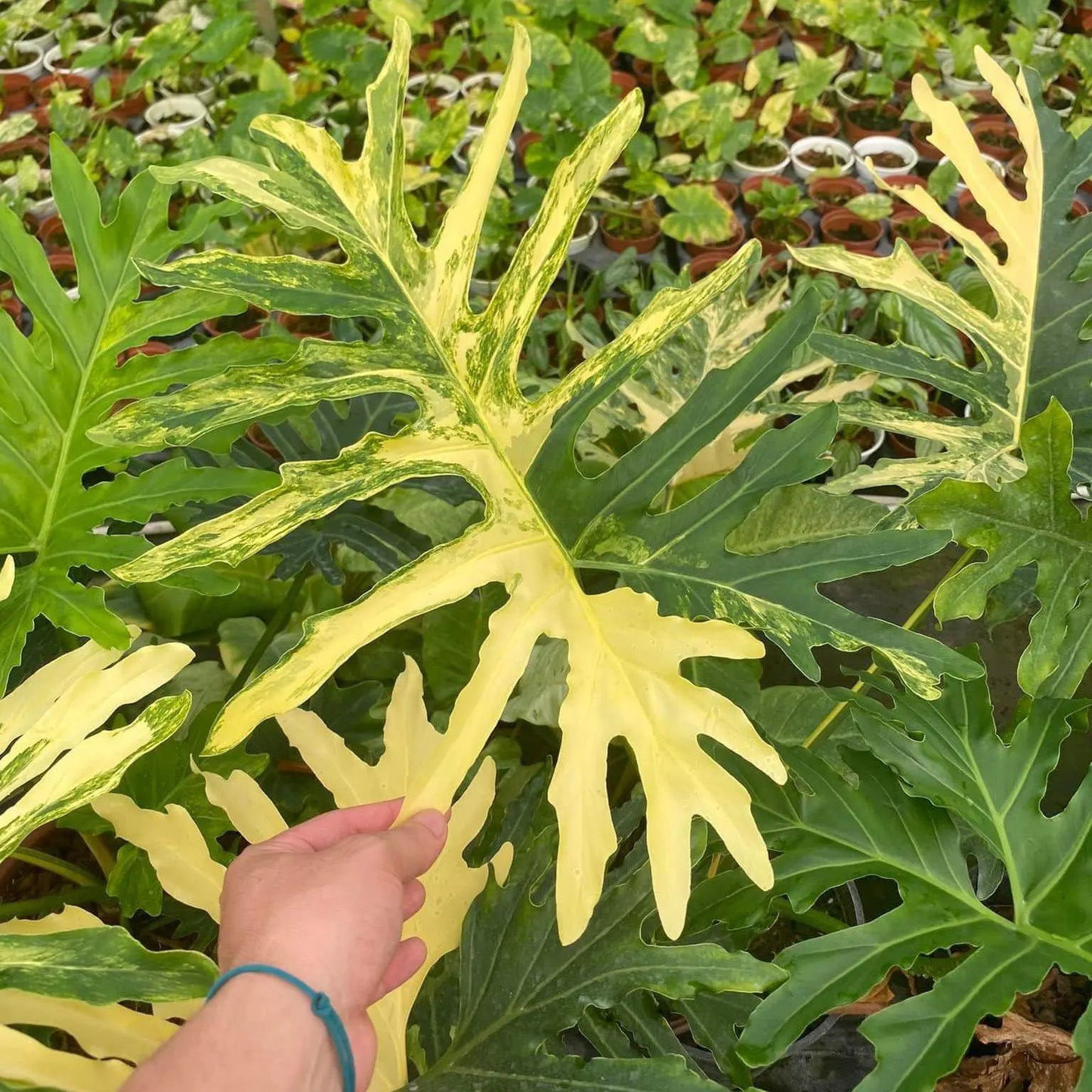 Thaumatophyllum Adamantinum Variegated | Rare Variegated Tropical Plant | Large Size | Real Plant Photo