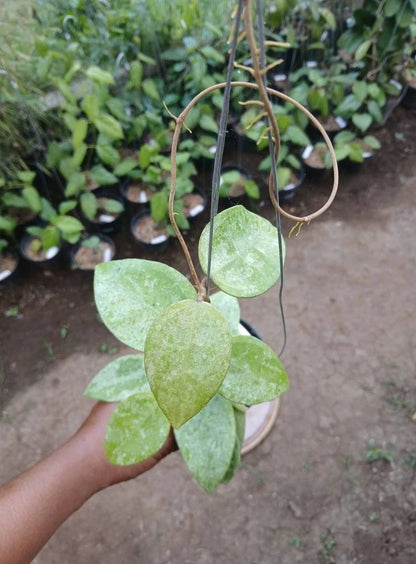 Hoya Parasitica sp. Nganjuk Silver Splash – Rare Tropical Indoor Outdoor Wax Plant Specimen (Rooted Cutting / Plant)