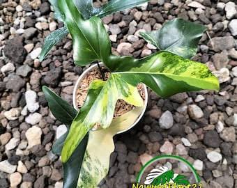 Ultra Rare Thaumatophyllum Adamantinum Variegated - Premium Large Exotic Structural Aroid