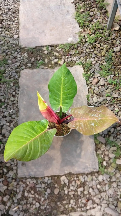 Philodendron 'Red Blood Moon' - Rare & Dramatic Tropical Collector's Plant