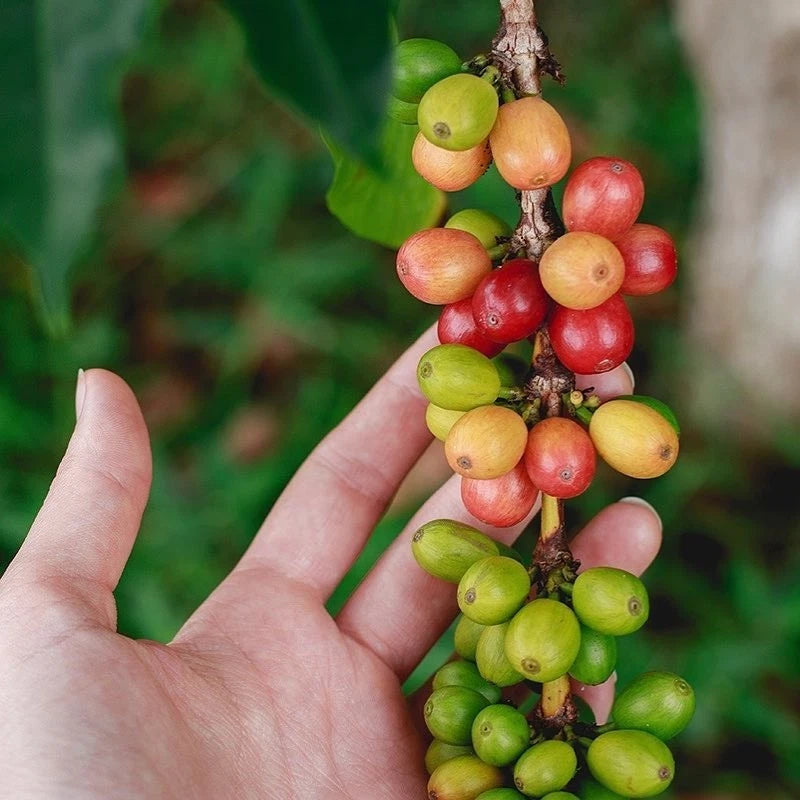 K7 Coffee Seeds (Coffea arabica 'K7') – 2000+ Premium Fresh Bulk Heritage Kenya Bourbon-Line Coffee Seeds for Planting