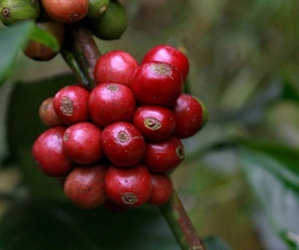 Catuai Coffee Seeds (120+ Bulk Seeds, Coffea arabica var. Catuai) – Premium High-Yield Specialty Coffee Plant Seeds for Planting