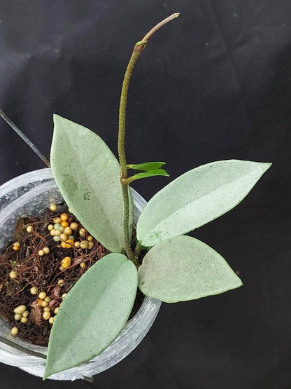 Rare Hoya Wilbur Graves Silver Seeds (Hoya carnosa 'Wilbur Graves Silver') – Exotic Splashed Tropical Indoor & Outdoor Wax Plant Seeds