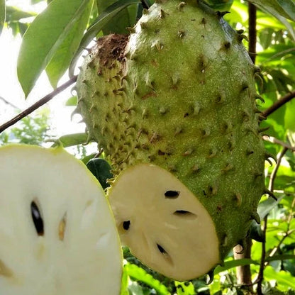 Honey Soursop Seeds (Annona muricata / 100+ Premium Sweet Brazilian Graviola Guanabana Fruit Seeds) – Premium Exotic Botanical Specimen Plant Seeds for Planting
