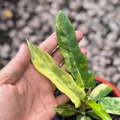 Philodendron Florida Beauty x Tortum Variegated Seeds (Philodendron Hybrid / Rare Variegated Deeply Lobed Climbing Aroid Seeds) – Premium Exotic Botanical Specimen Plant Seeds for Planting