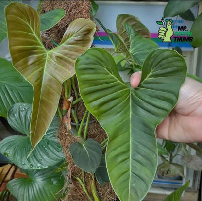 Rare Philodendron Lupinum Mature Size - Premium Large Exotic Tropical Climbing Aroid
