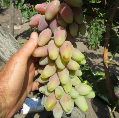 Dixon Grape Seeds (Vitis vinifera) – 100+ Premium Table Grape Seeds