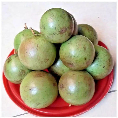 500+ Green Star Apple Seeds (Chrysophyllum cainito) | Caimito Tropical Fruit Tree | Rare Exotic Fruit Seeds