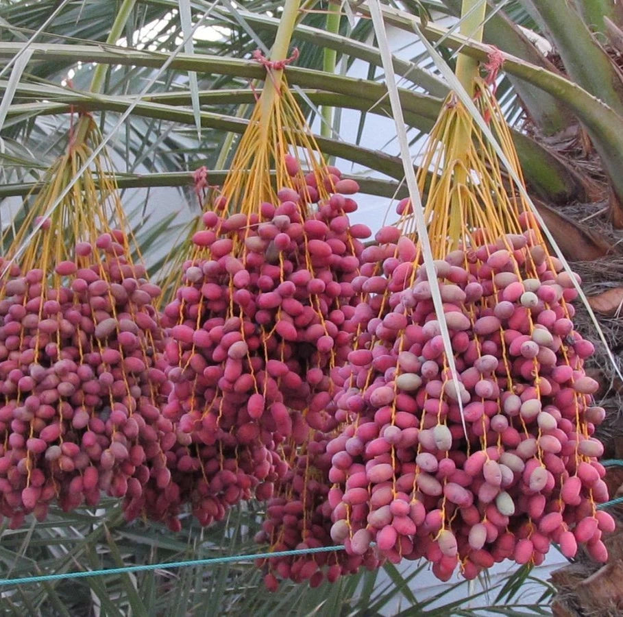 Red Zahidi Date Palm Seeds (Phoenix dactylifera) – 35 Premium Red Dates Seeds