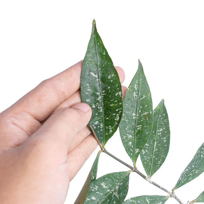 Hoya Amicabilis – Rare Tropical Indoor Outdoor Wax Plant Cutting / Starter Plant