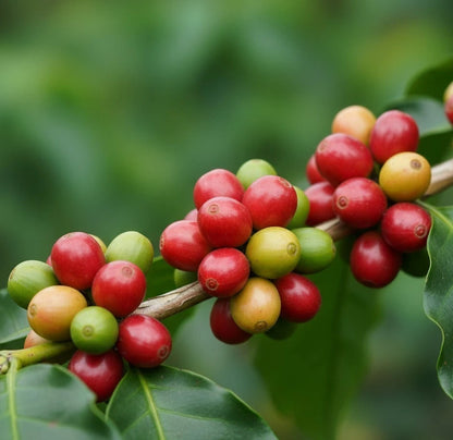Semendo Coffee Seeds (Coffea sp. var. Semendo) – Rare South Sumatran Highland Specialty Coffee Beans for Planting and Cultivation
