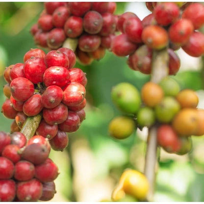 Cassiopea Coffee Seeds (Coffea arabica) – 120+ Premium Rare Cassiopea Arabica Seeds for Planting